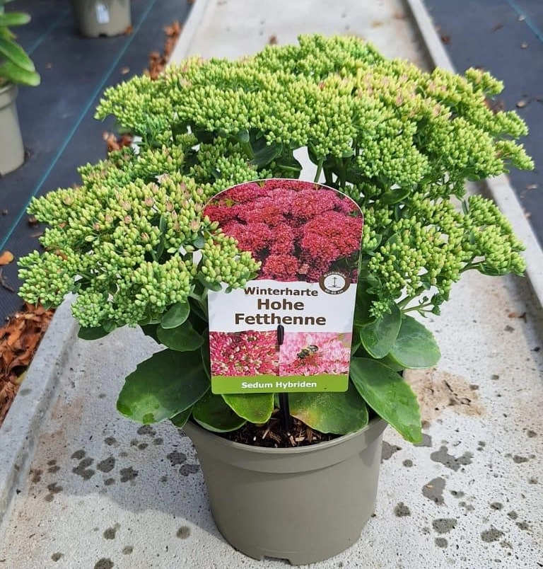 Winterharte Hohe Fetthenne 'Sedum Hybriden', rot, 3 L Topf Cover