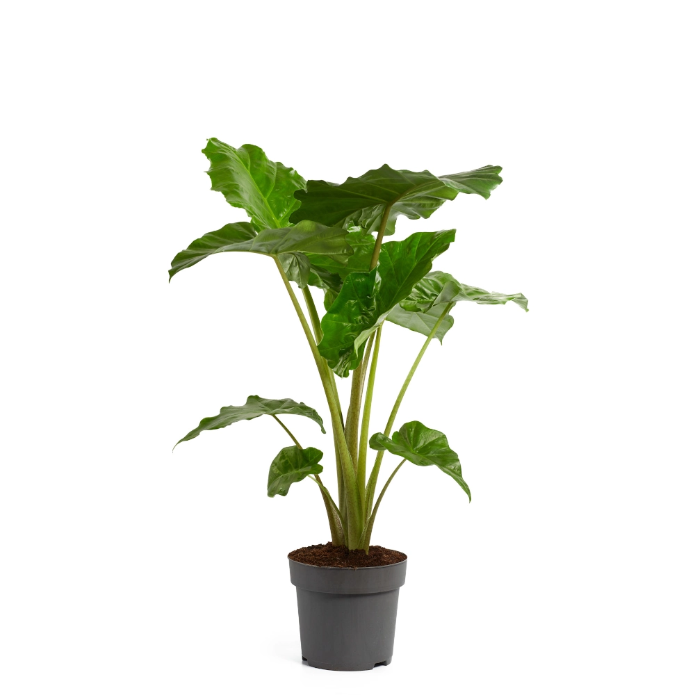 ikea glücksfeder Glücksfeder 'Raven' - Zamioculcas zamiifolia Raven