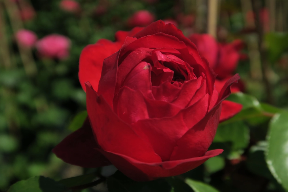 Strauchrose 'Elbjuwel®', 5 Liter Topf, rot Cover