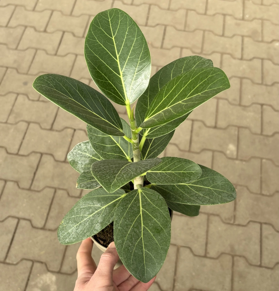 Indische-Feige 'Ficus Benghalensis Audrey', 13 cm Topf - Gallerie Bild 2
