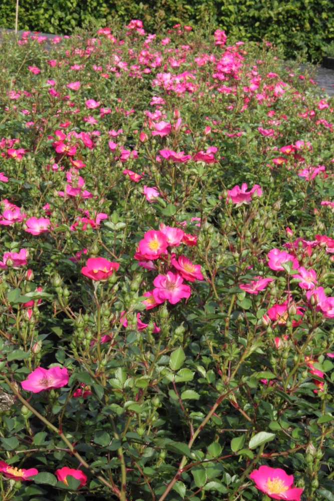 Zwergrose 'Lupo®', 4 Liter Topf, pink-rot-weiß Cover