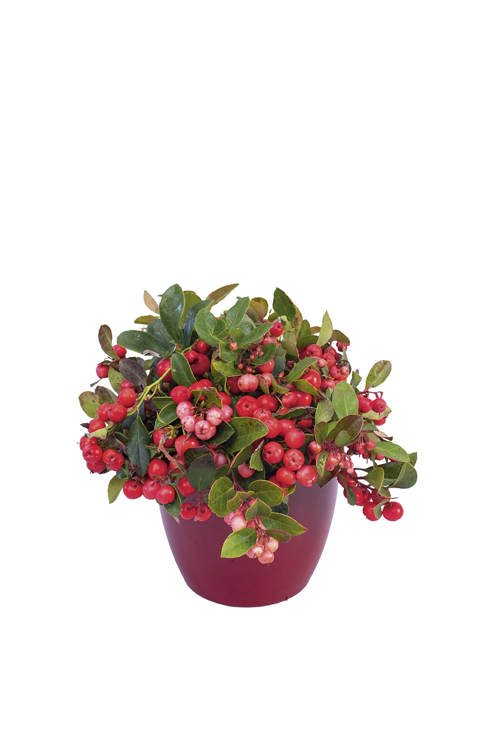 Rebhuhnbeere 'Gaultherie', mit roten Beeren Cover