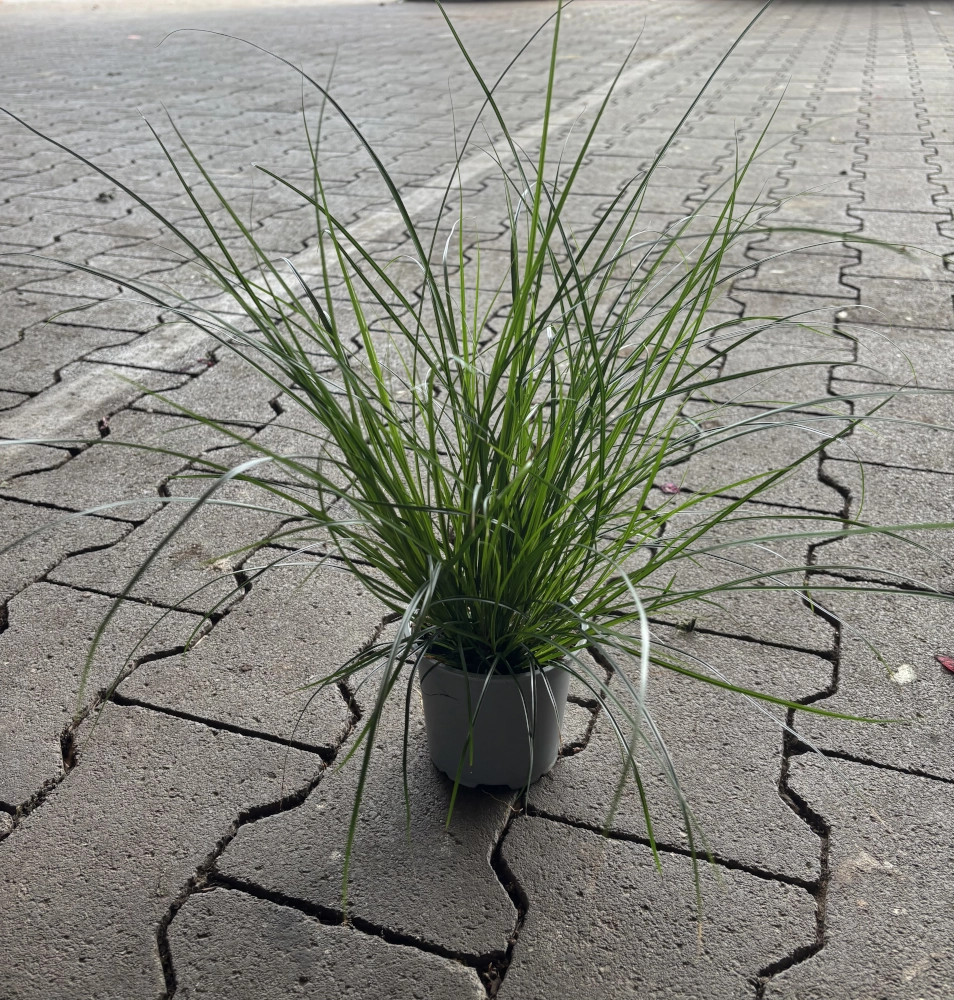 Segge 'Carex', 10 cm Topf Cover