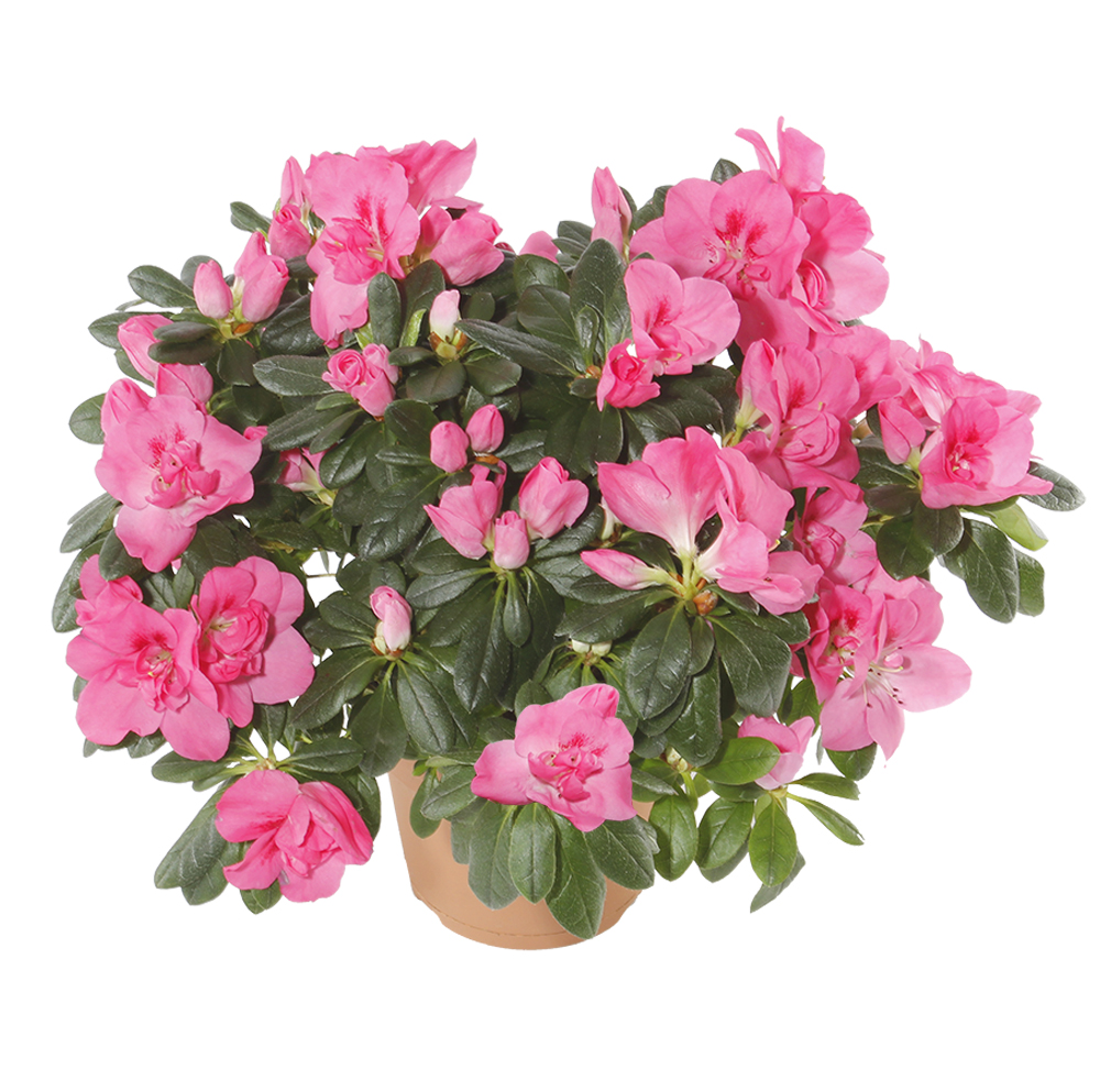 Zimmerpflanzen online kaufen - Blumen Risse