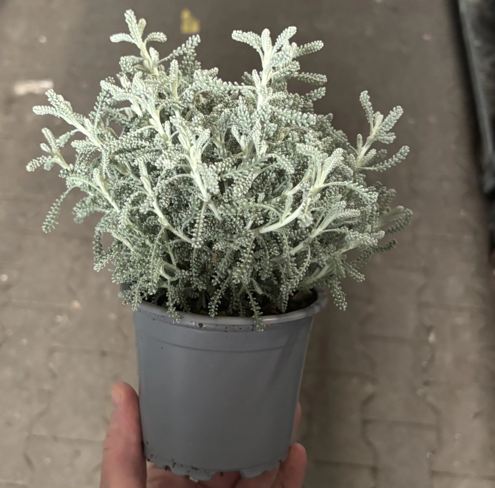 Heiligenkraut 'Santolina', 10,5 cm Topf Cover