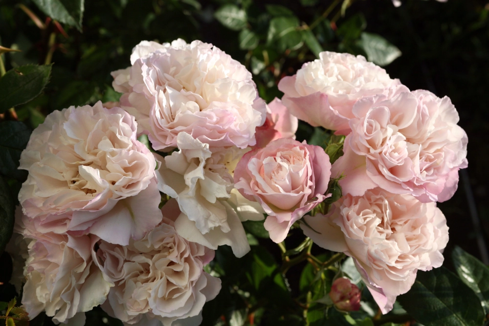 Strauchrose 'Herkules®', 5 Liter Topf, lavendel-weiß Cover