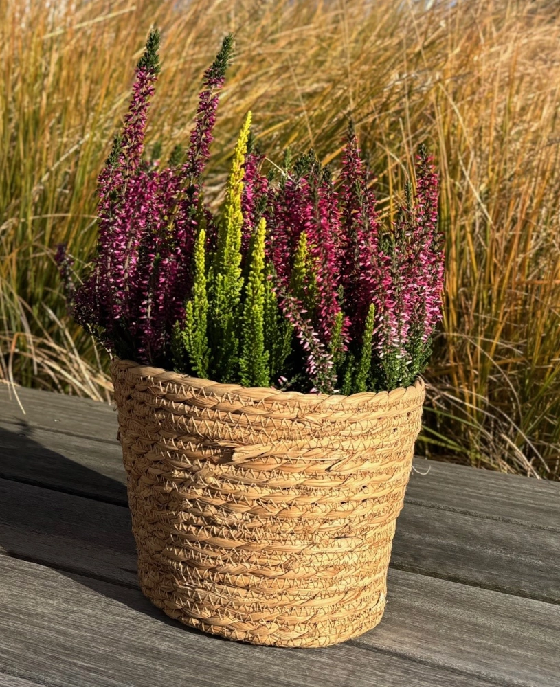 Heide 'Calluna Trio', 12/13 cm Topf Cover