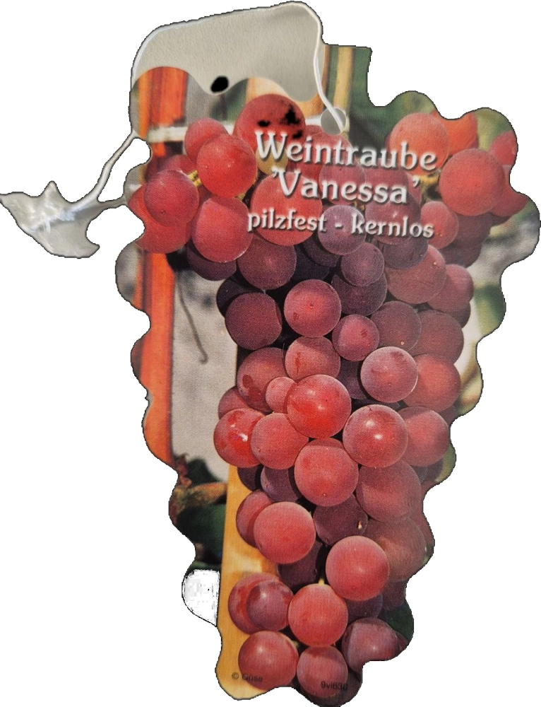 Weintraube 'Vanessa', kernarm, 4 Liter Topf - Gallerie Bild 1
