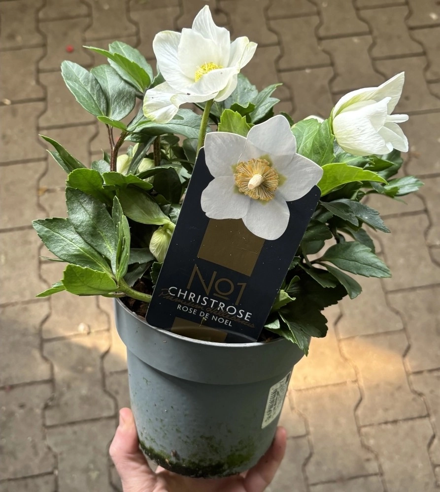 Christrose 'Helleborus niger', weiß Cover