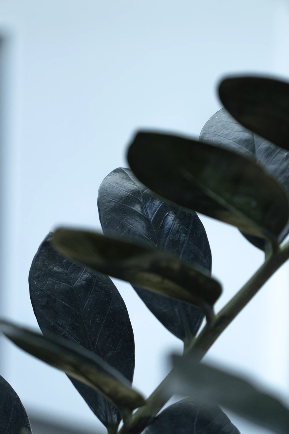 Schwarze Glücksfeder 'Zamioculcas Raven', 17 cm Topf - Gallerie Bild 3