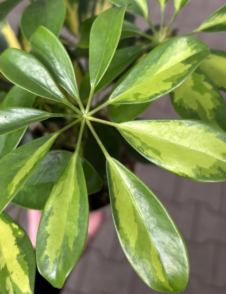 Strahlenaralie 'Schefflera Gold Capella', 13 cm Topf - Gallerie Bild 2