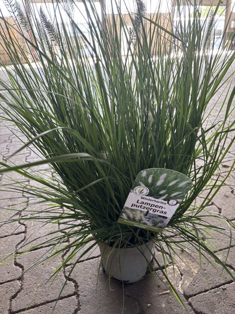 Winterhartes Lampenputzergras 'Pennisetum Alopecuroides Hameln', 19 cm Topf Cover