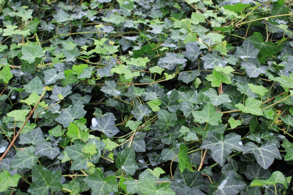 orbea kaktus Orbea Lutea Var. Vaga 3.5