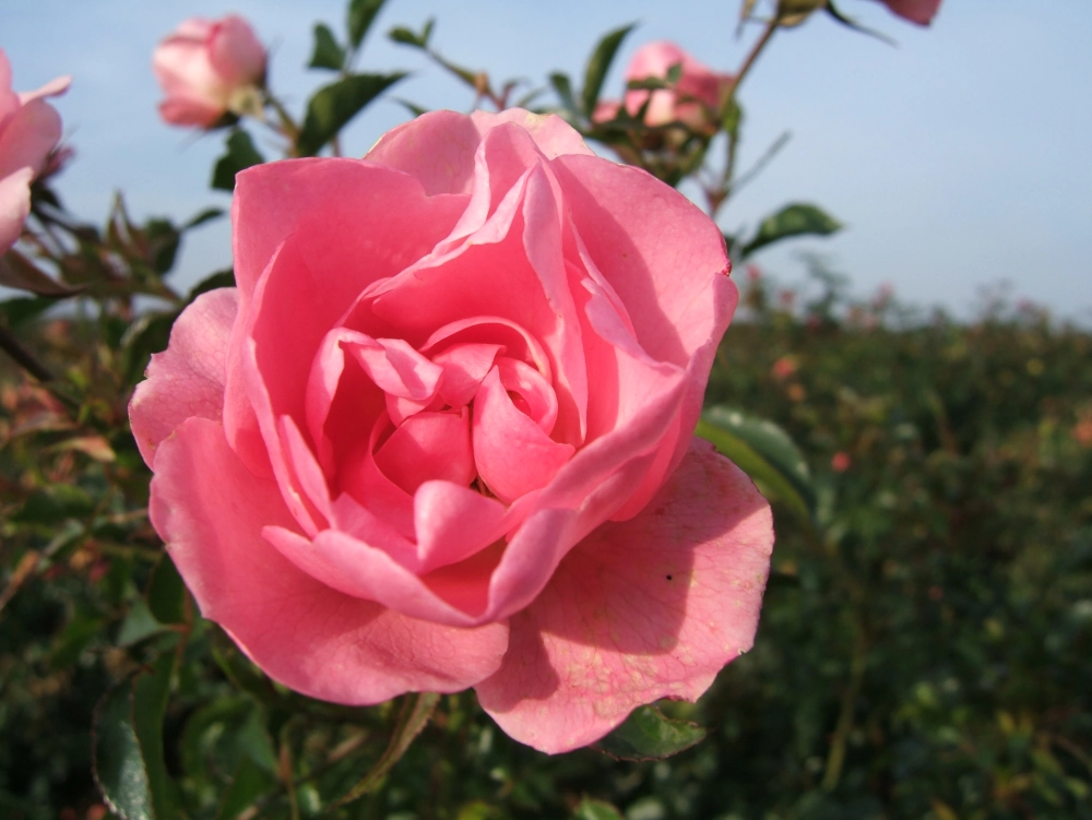 Bodendeckerrose 'Sommerwind®', 4 Liter Topf, rosa Cover