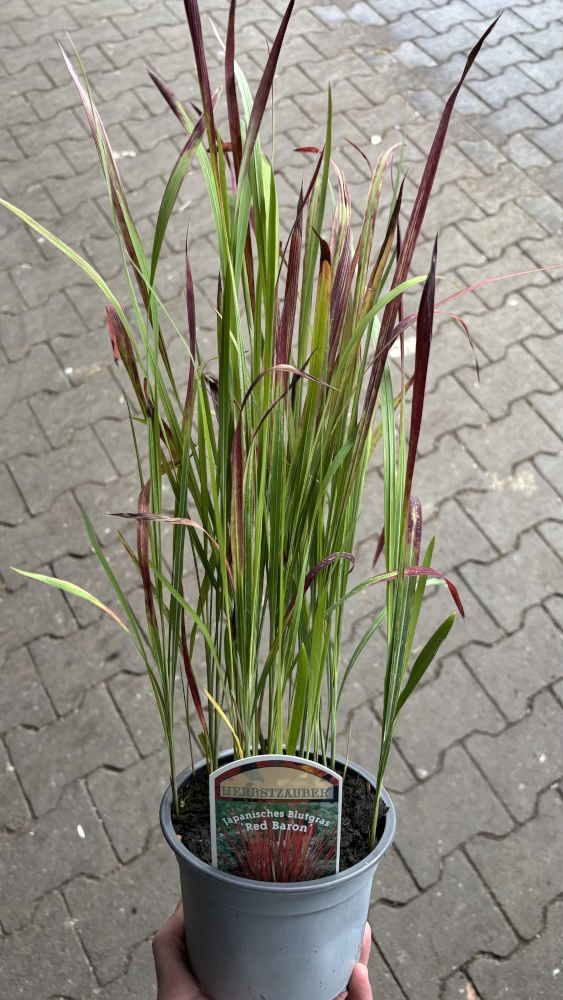 Japanisches Blutgras 'Red Baron', 17 cm Topf Cover