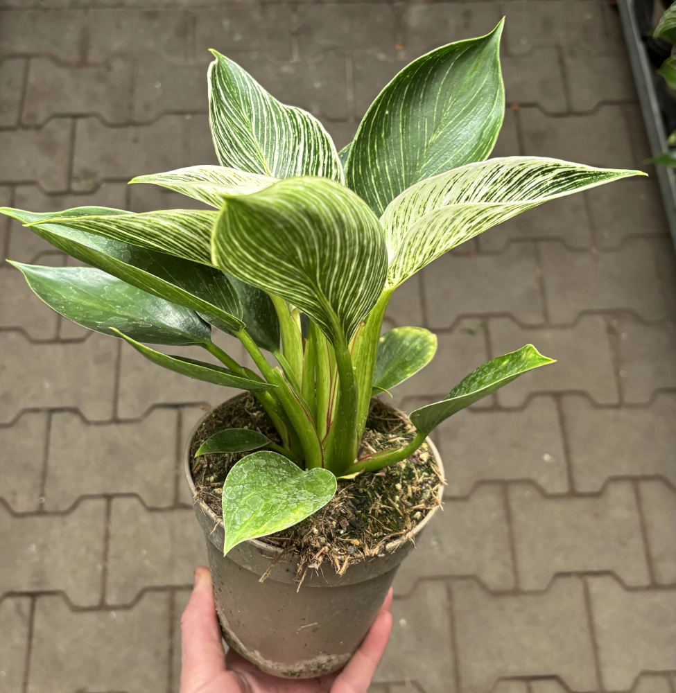 Baumfreund 'Philodendron 'White Measure/Zebra', 13 cm Topf Cover