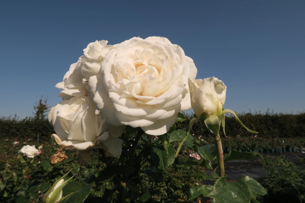 Edelrose 'Annapurna®', 5 Liter Topf, weiß Cover