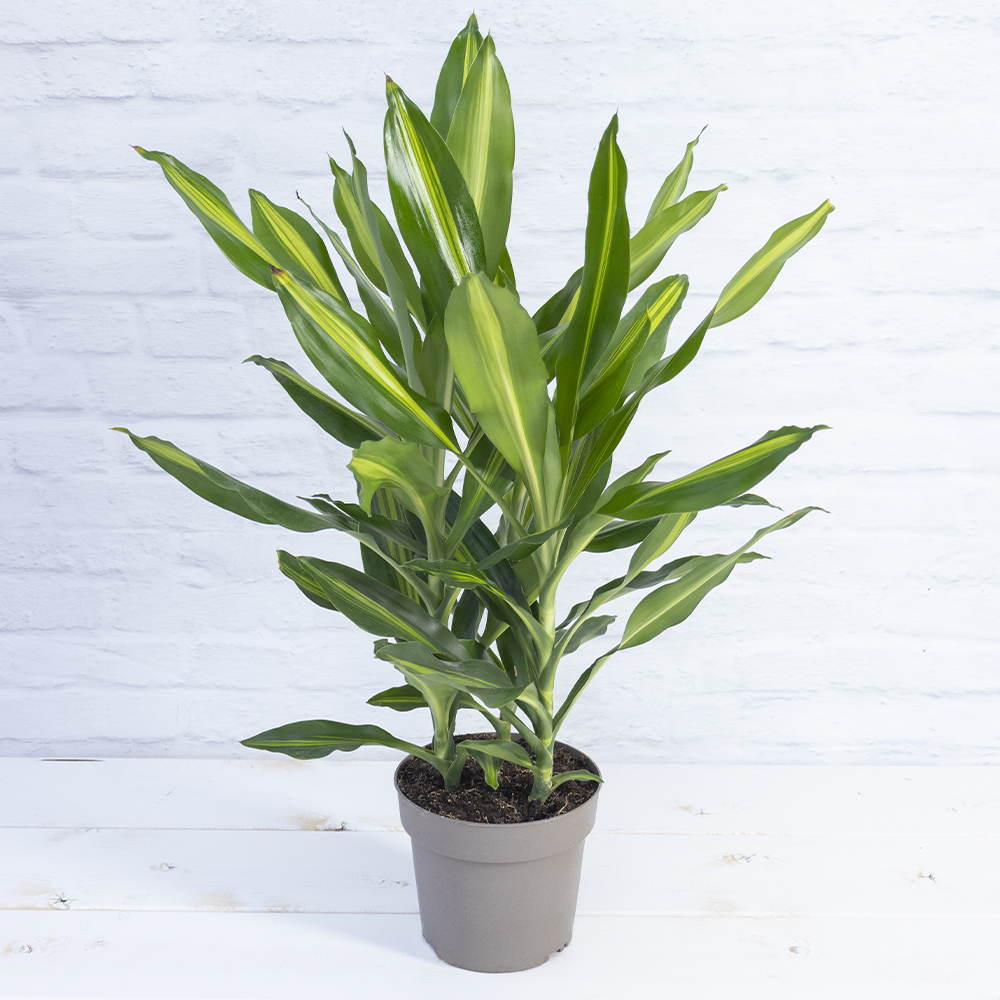 Drachenbaum 'Dracaena Cintho', 17 cm Topf - Zimmerpflanzen - Blumen Risse