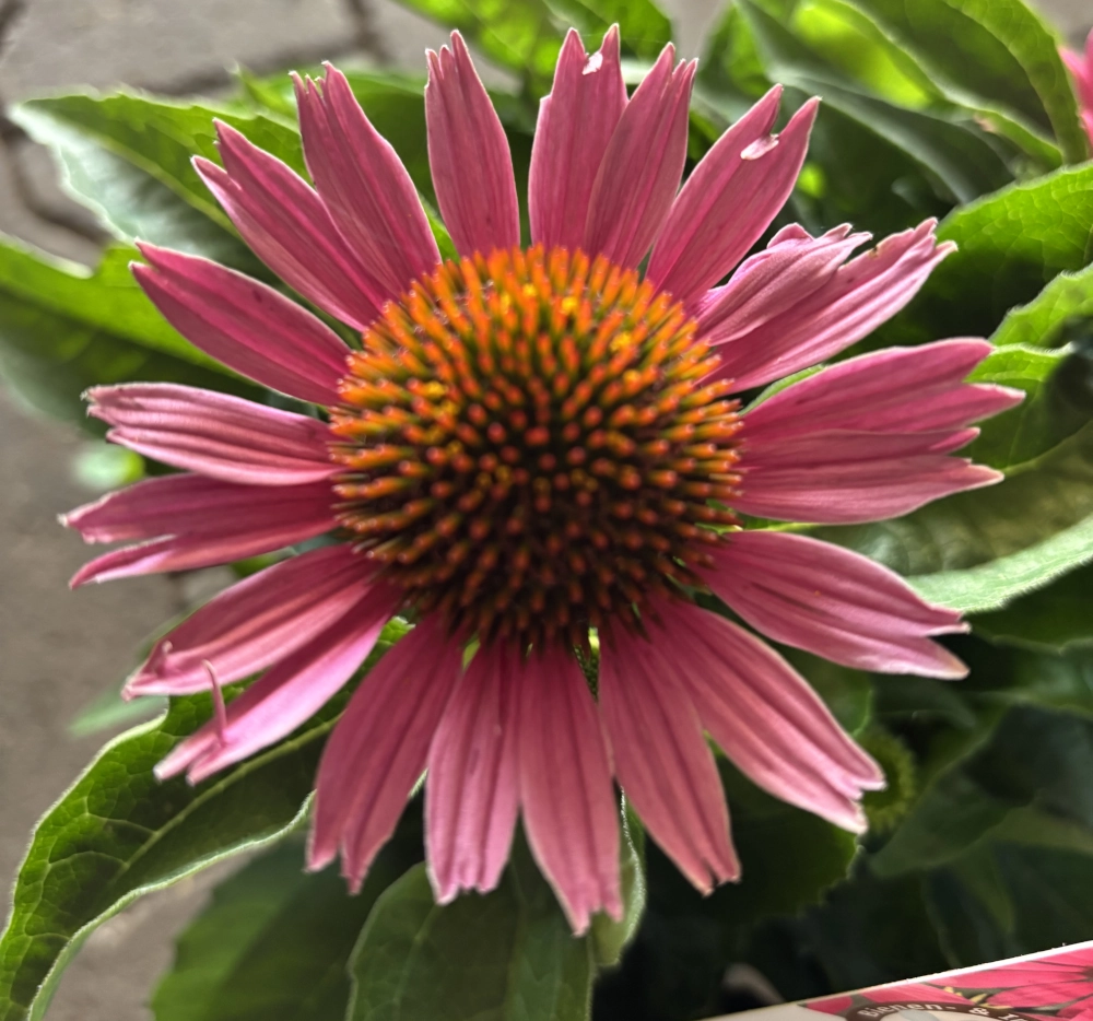 Sonnenhut 'Echinacea Purpurea', pink, 19 cm Topf - Gallerie Bild 2