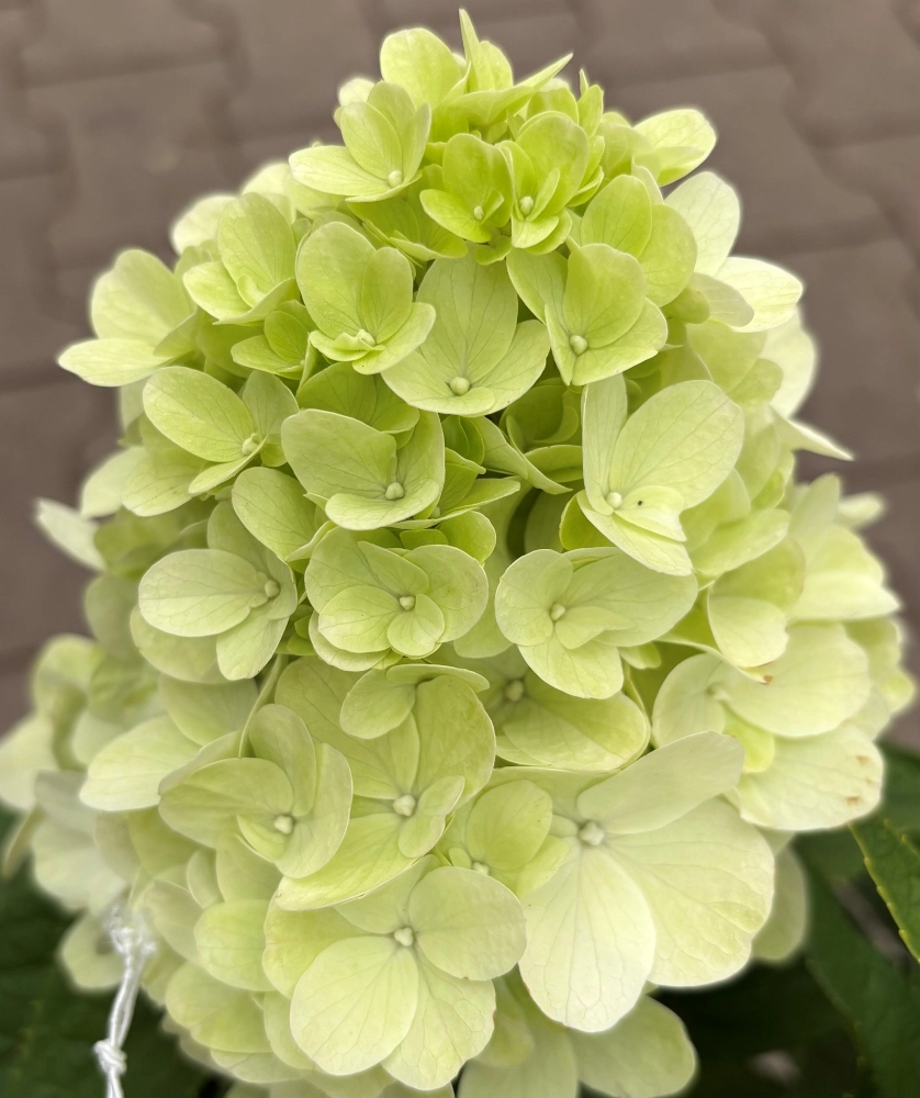 Rispenhortensie 'Hydrangea Paniculata Bloody Marie®', 40 bis 60 cm Höhe - Gallerie Bild 2