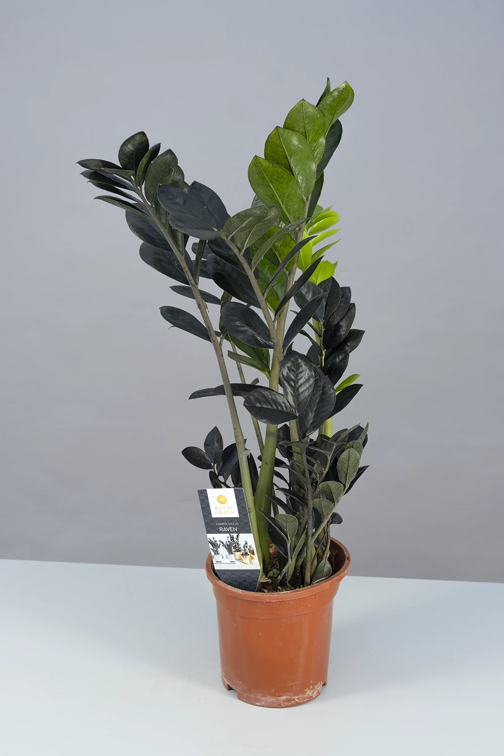 Schwarze Glücksfeder 'Zamioculcas Raven', 17 cm Topf Cover