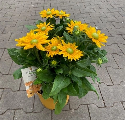 Sonnenhut 'Sunbeckia', 5 L Topf Cover
