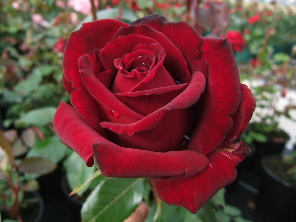 Edelrose 'Ingrid Bergman®', 30 bis 60 cm Höhe, dunkelrot Cover