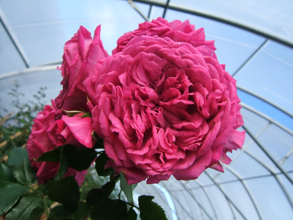 Kletterrose 'Laguna®', 30 bis 60 cm Höhe, pink Cover