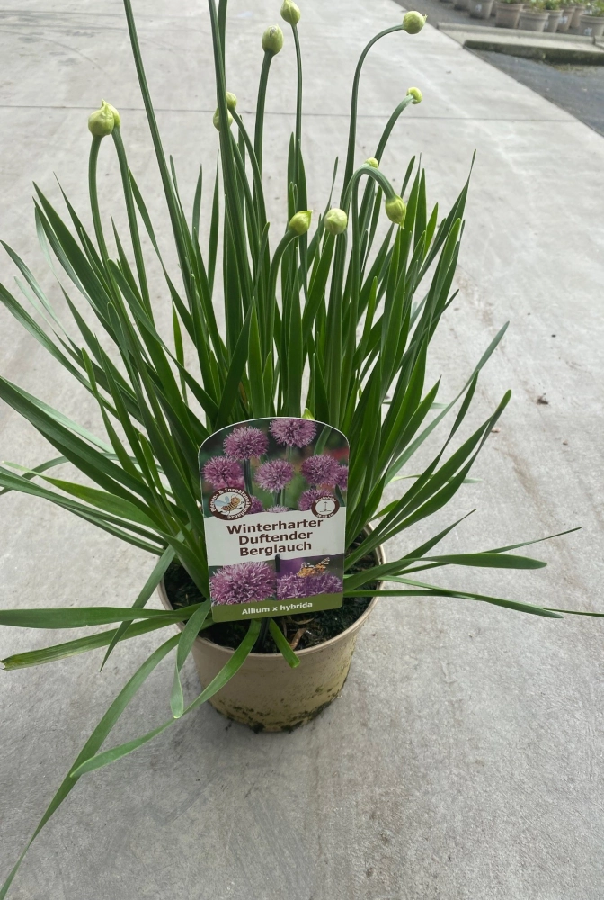 Winterharter Duftender Berglauch 'Allium x Hybrida Millenium', 3 L Topf Cover