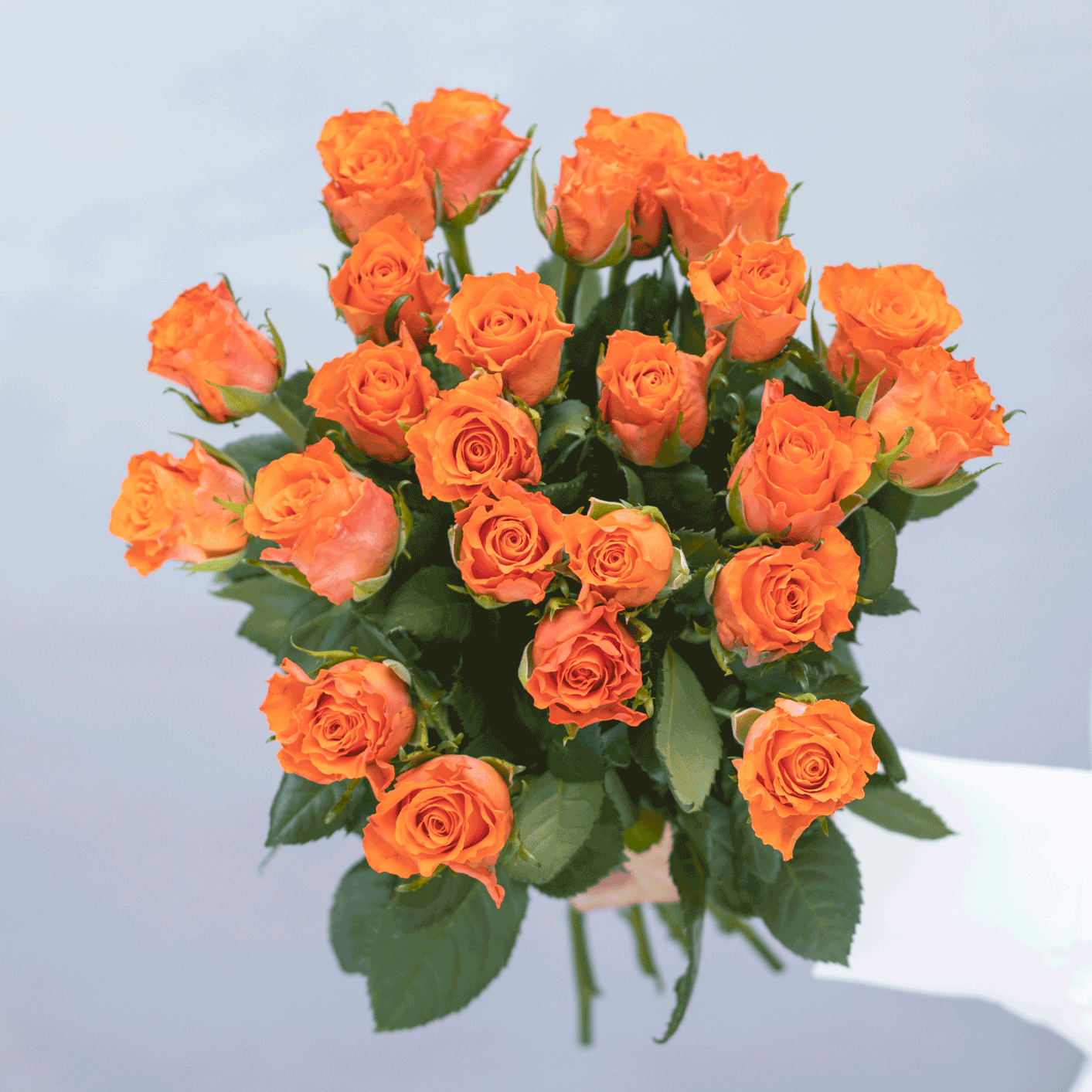 Pride Month - Blumen Risse