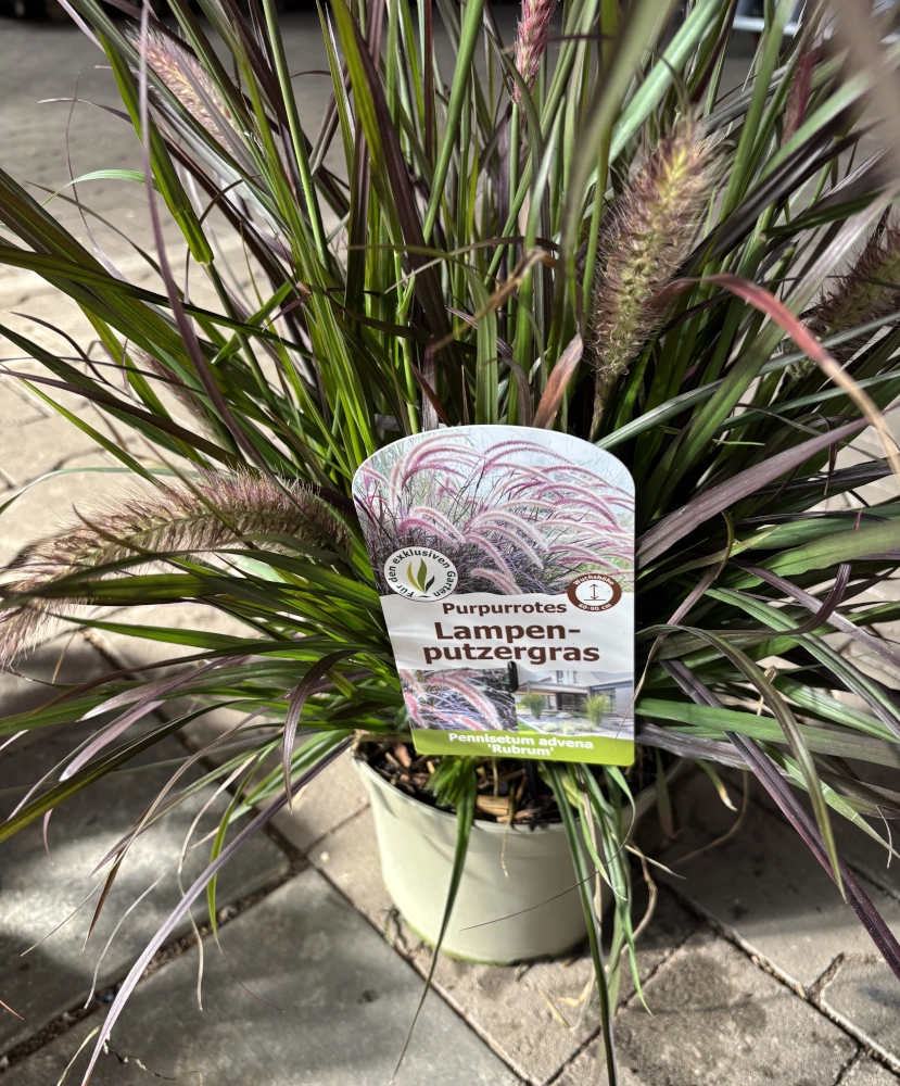 Purpurrotes Lampenputzergras 'Pennisetum Advena Rubrum', 19 cm Topf Cover