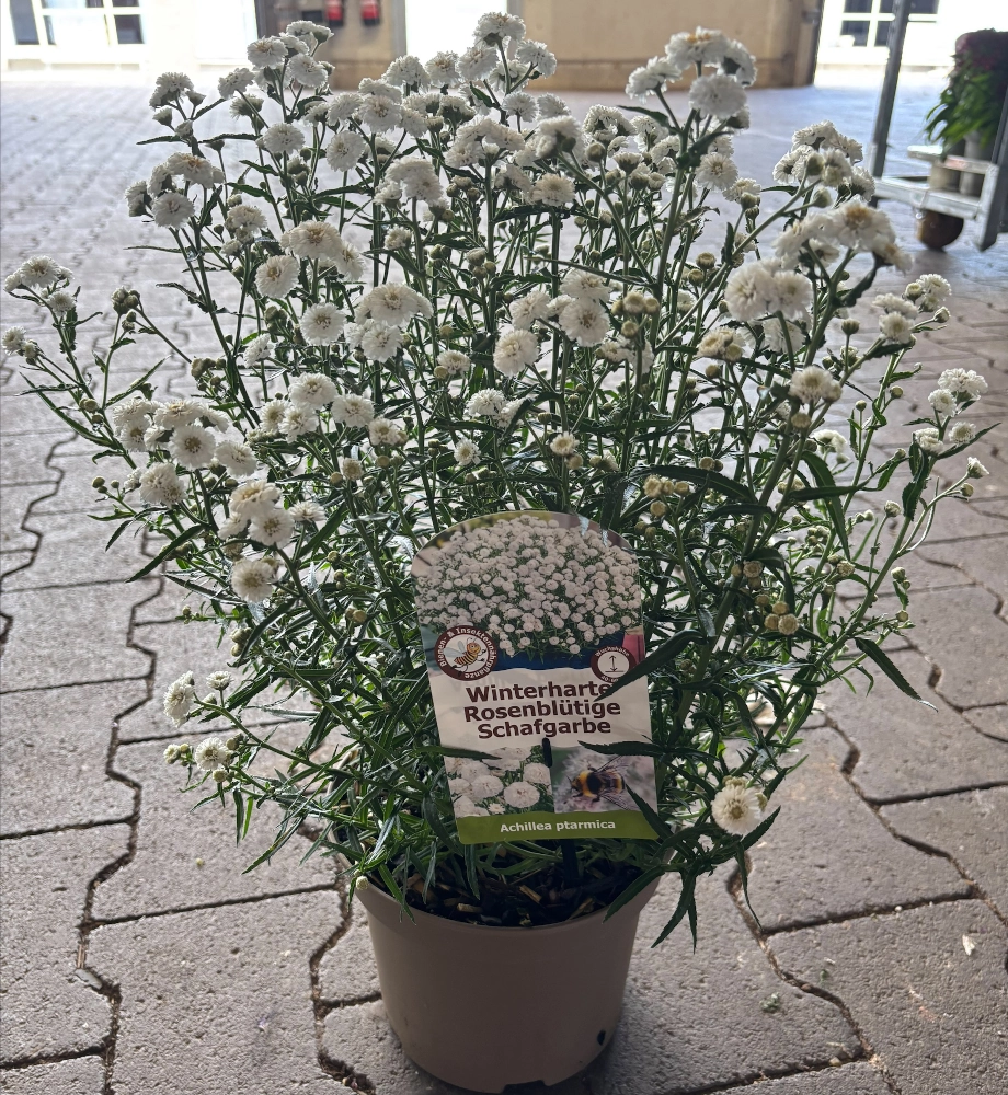 Winterharte Rosenblütige Schafgarbe 'Achillea Ptarmica', weiß - Gallerie Bild 2