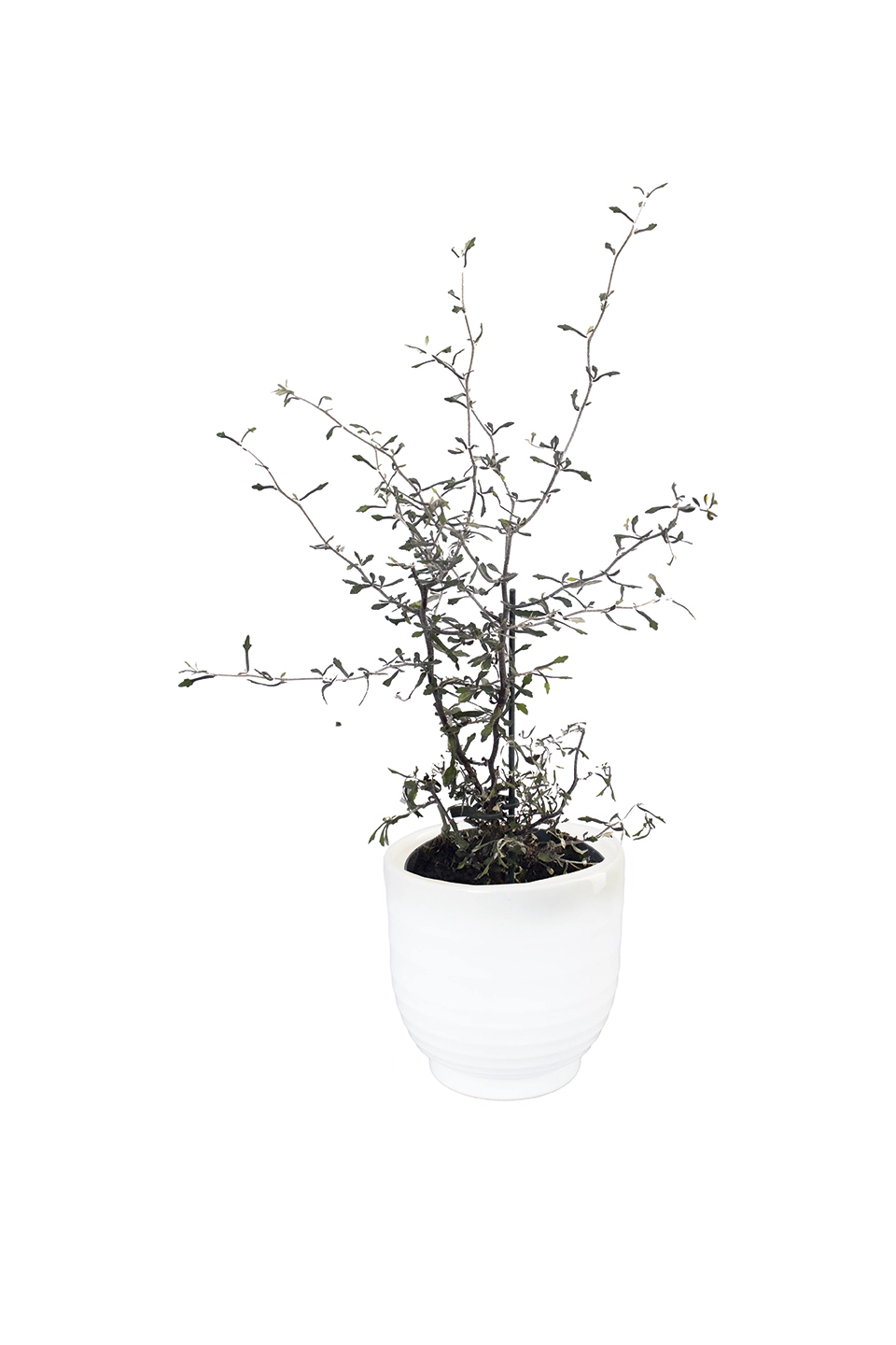 Zickzackstrauch 'Corokia' Stämmchen, 11 cm Topf Cover