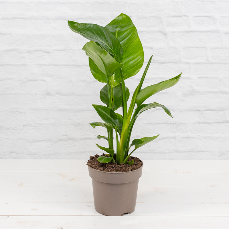 Zimmerpflanzen online kaufen - Blumen Risse