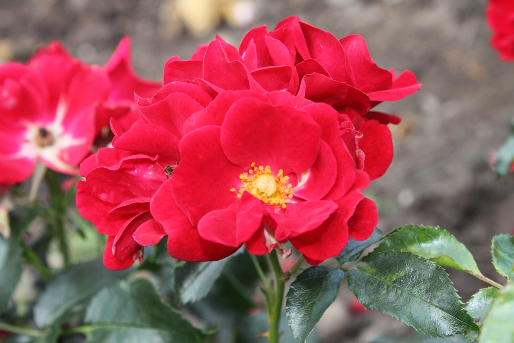 Bodendeckerrose 'Matador®', 4 Liter Topf, hellrot Cover