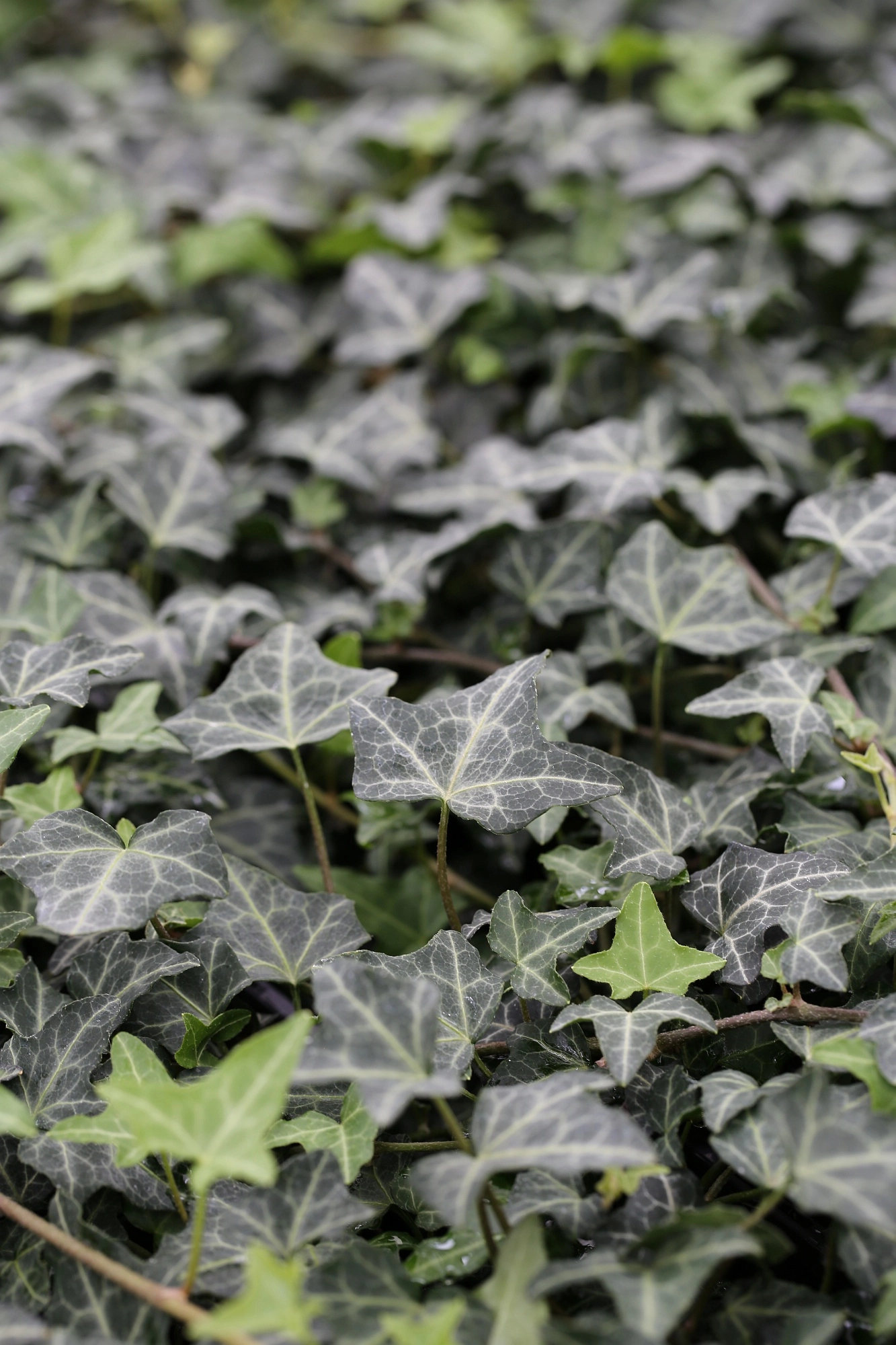 Kleinblttriger grner Efeu 'Hedera Helix', 10 bis 15 cm Hhe, grn -  Angebote - Blumen Risse