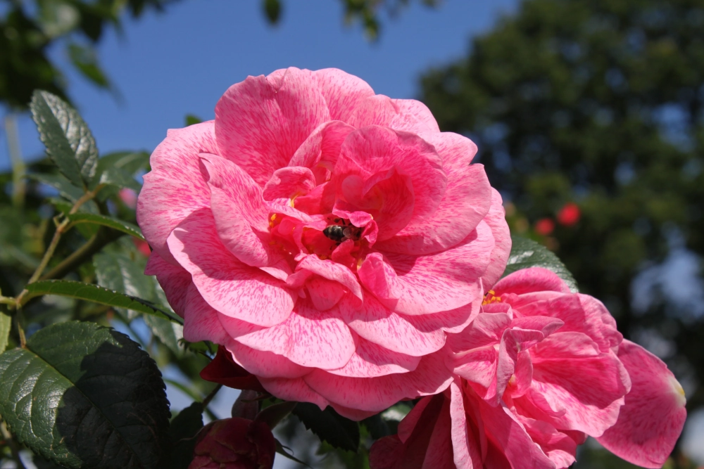 Kletterrose 'Camelot®', 30 bis 60 cm Höhe, rosa - Gallerie Bild 2