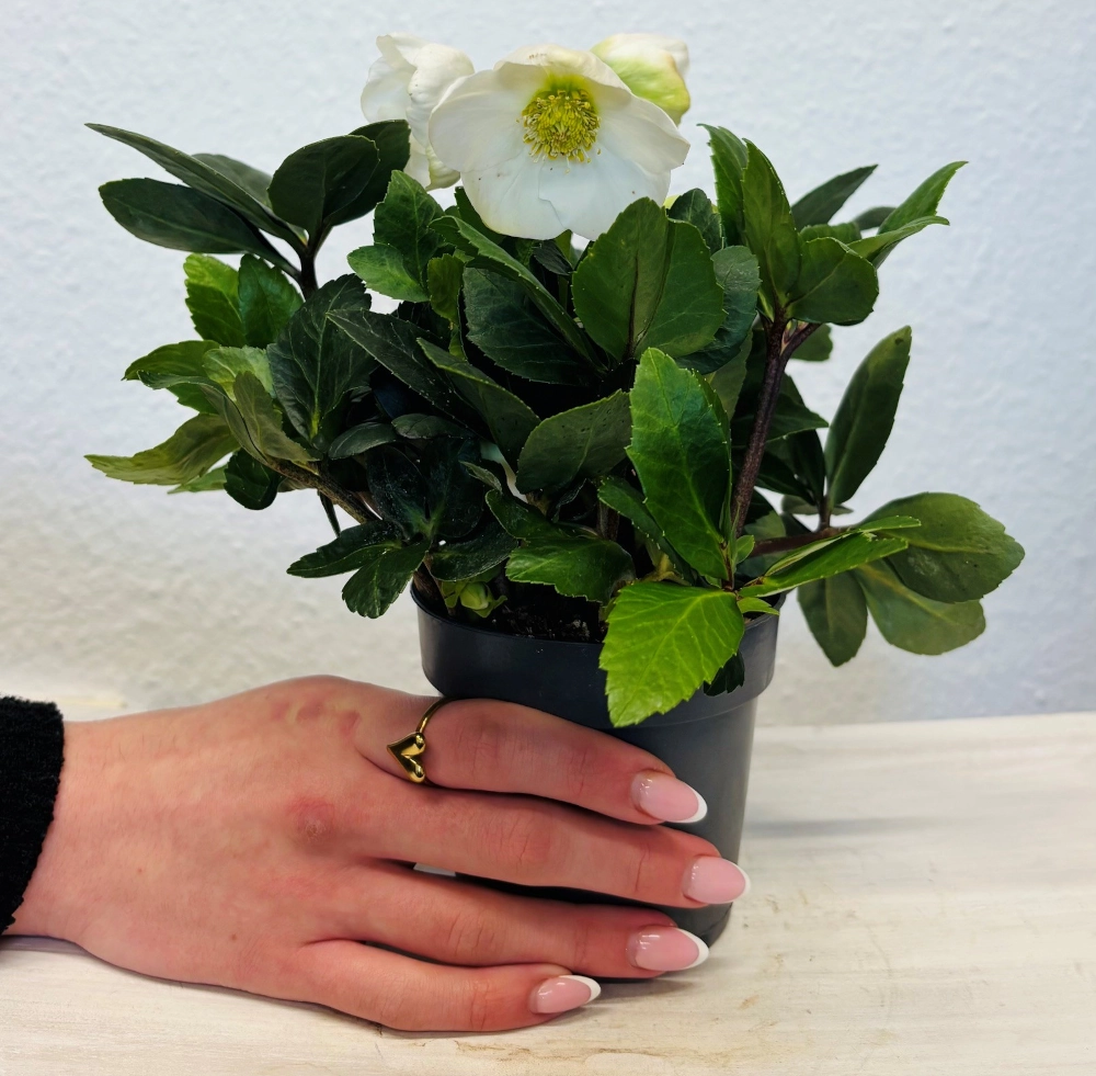 Christrose 'Helleborus niger', weiß, 10 cm Topf - Gallerie Bild 1