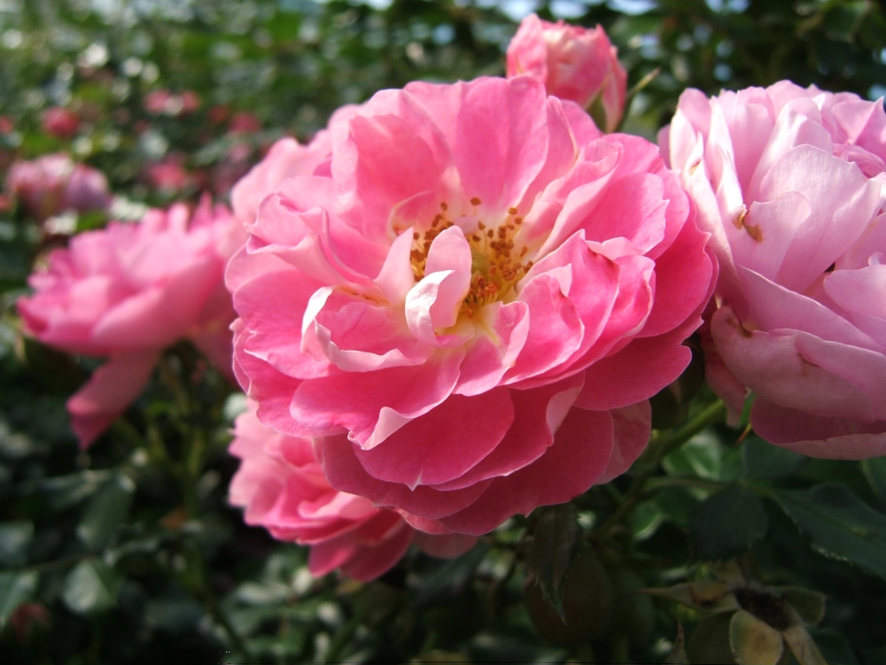 Zwergrose 'Charmant®', 4 Liter Topf, rosa Cover