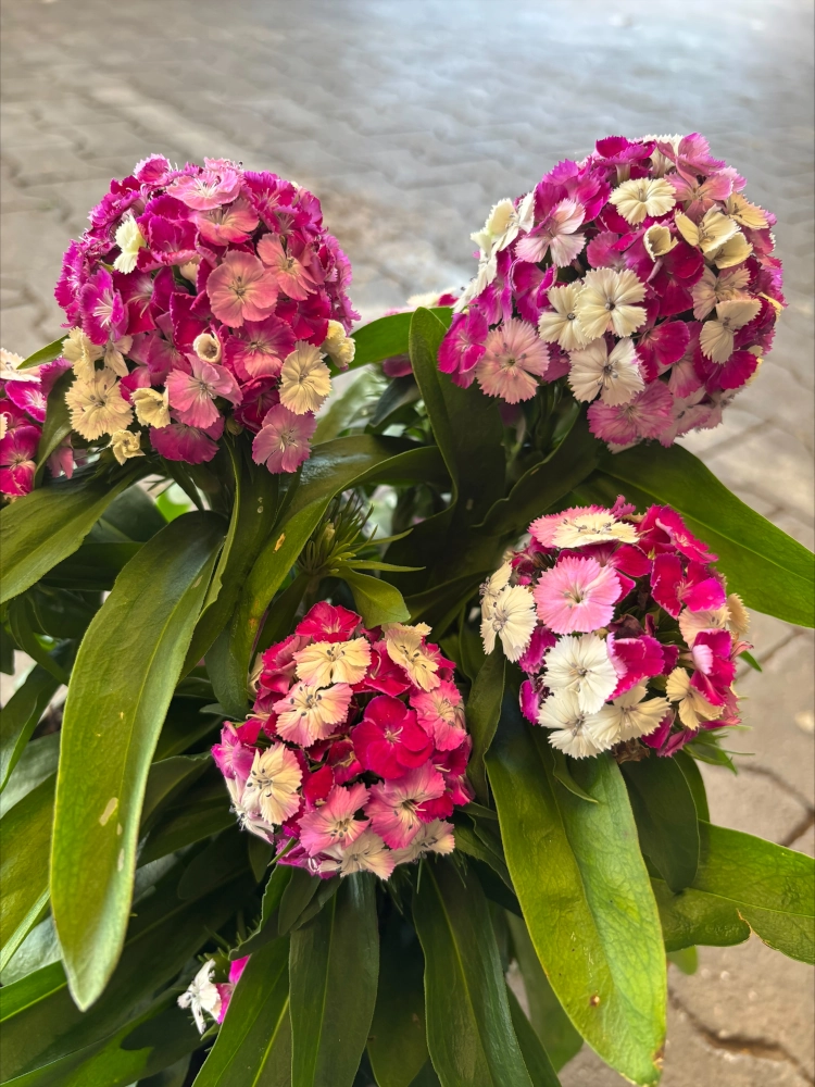 Winterharte Bartnelke 'Dianthus Barbatus', rosa-weiß - Gallerie Bild 1