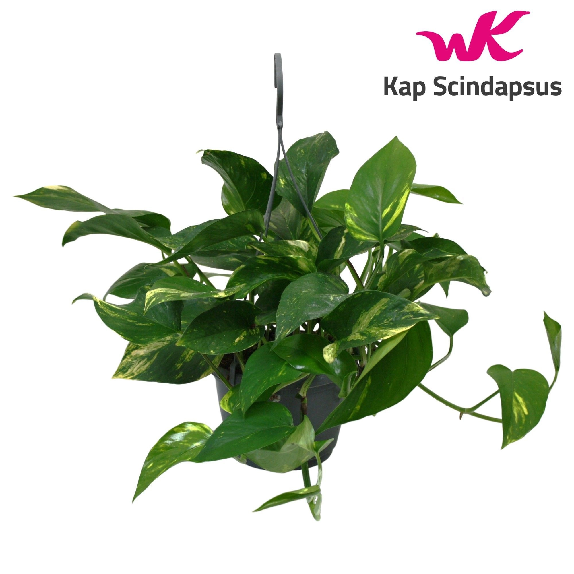 eibe pflanzen jahreszeit Europäische Eibe - Taxus baccata main image 0