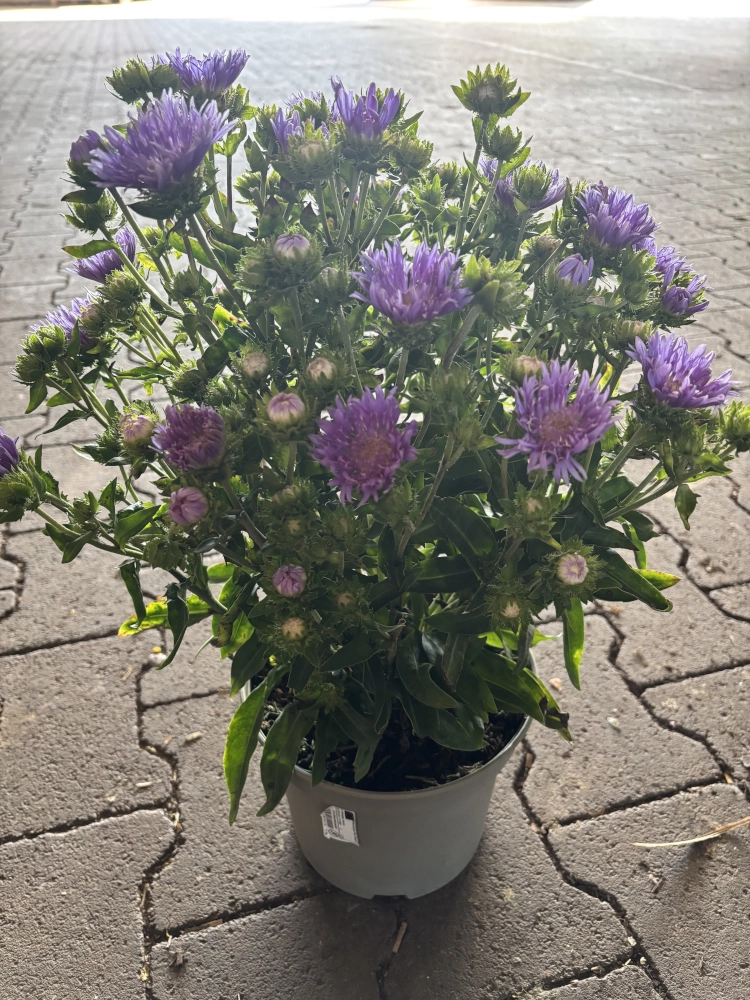 Winterharte Kornblumenaster 'Stokesia Laevis', 19 cm Topf Cover
