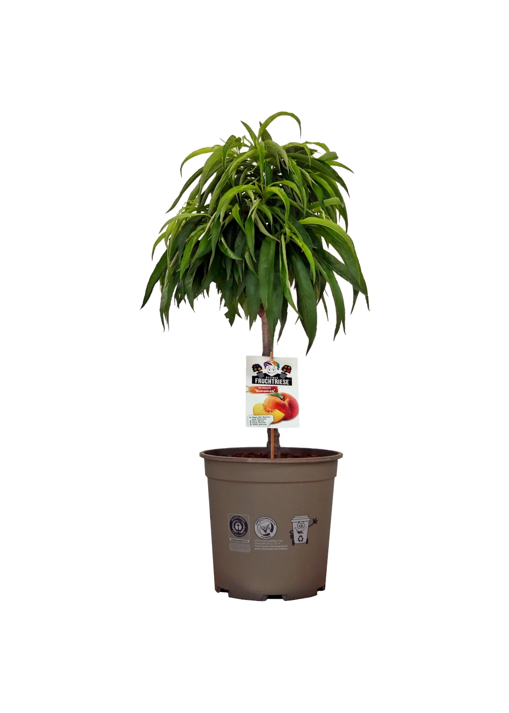 Gemsepflanze kaufen - Blumen Risse