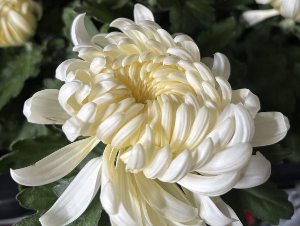 Deko-Chrysantheme, weiß, 12/13 cm Topf - Gallerie Bild 1