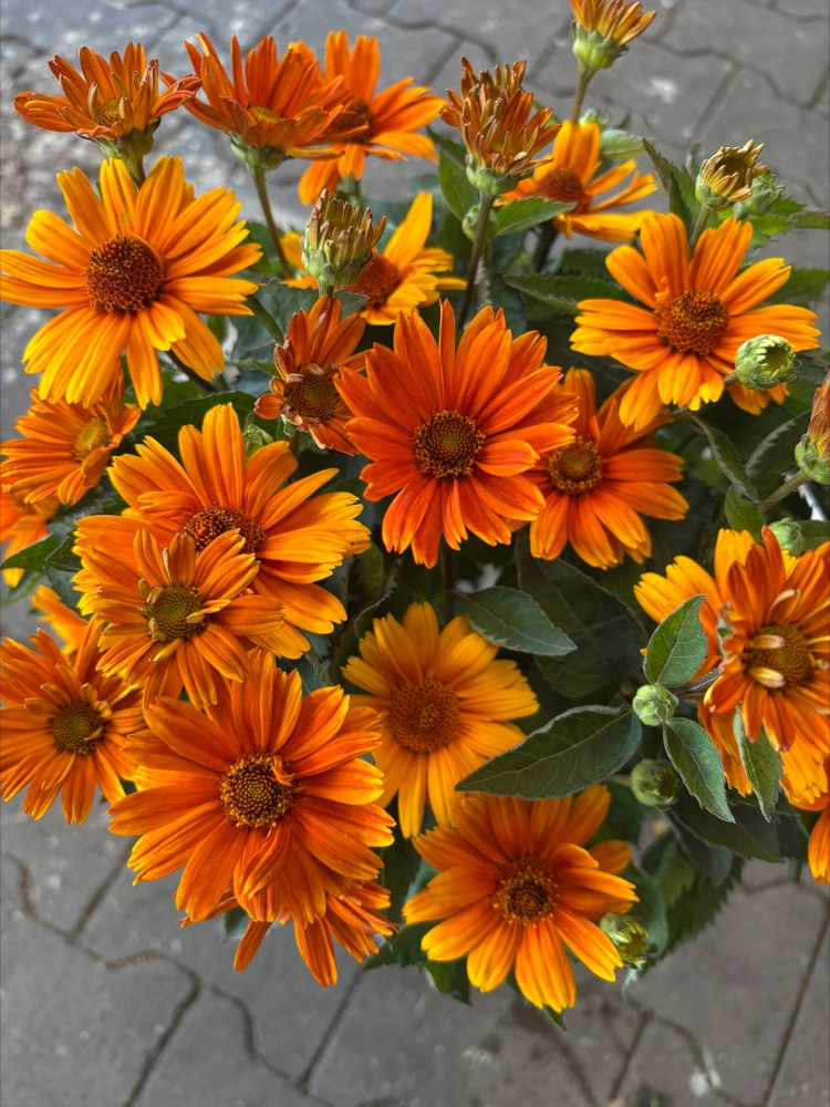 Winterhartes Sonnenauge 'Heliopsis Helianthoides', gelb-orange Cover