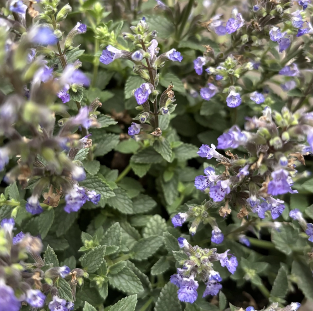 Katzenminze 'Nepeta', violett-blau, 17 cm Topf - Gallerie Bild 2