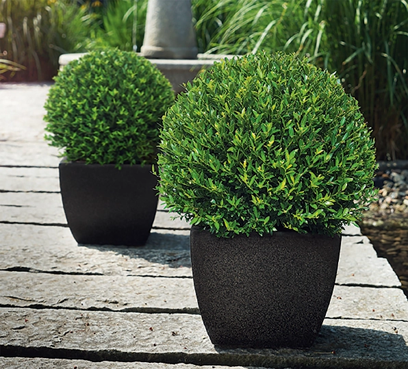 Japanische Stechpalme 'Ilex crenata', 10,5 cm Topf - Laubgehlze - Blumen  Risse