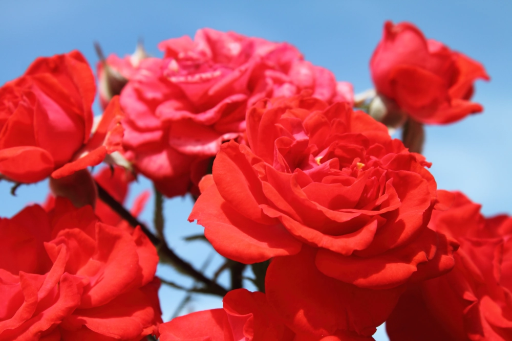 Zwergrose 'Zwergenfee 09®', 4 Liter Topf, orange-rot Cover