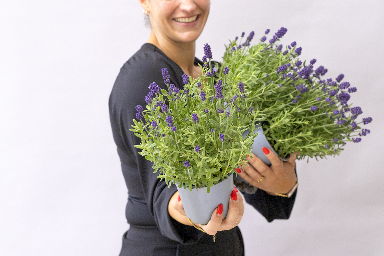 Echter Lavendel 'Lavandula angustifolia', 13 cm Topf - Gallerie Bild 3