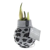 Wachs Amaryllis 'Animal', mit Wachs-& Stoffhülle, grau - Vorschau Bild 1